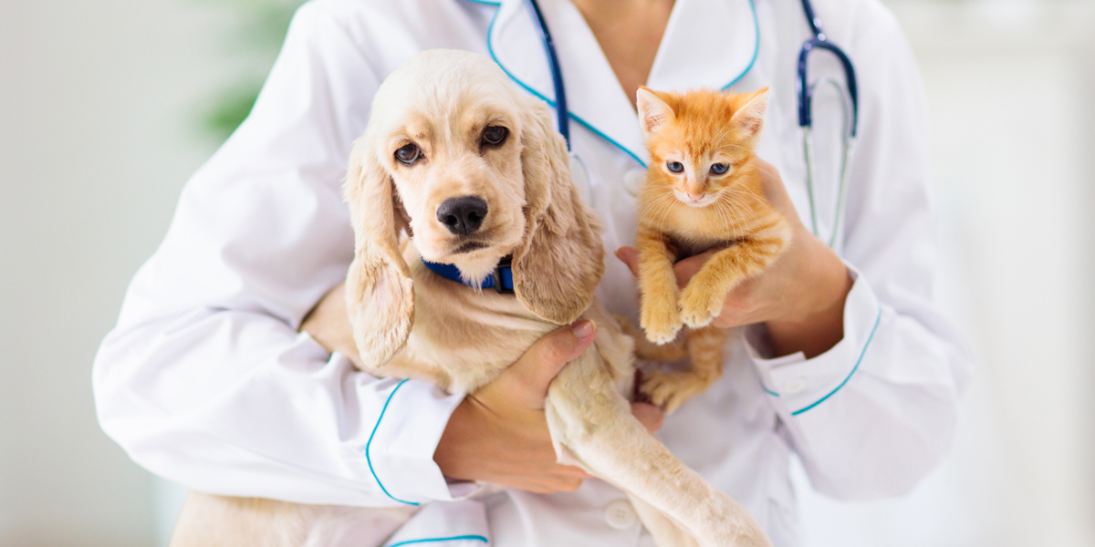 Diabetic Pet