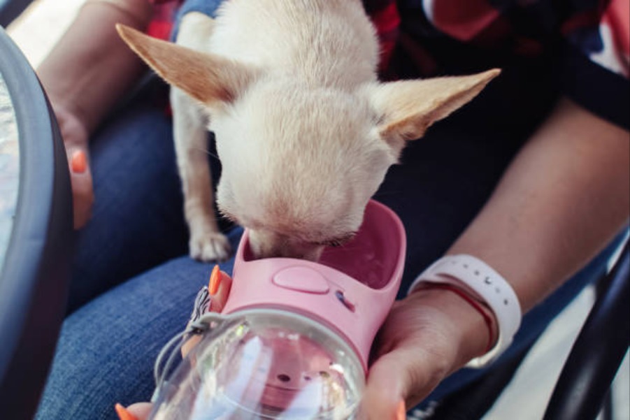 Portable Water Bottles for Dogs
