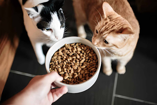 Portion Control for Cats: Prevent Overfeeding Easily