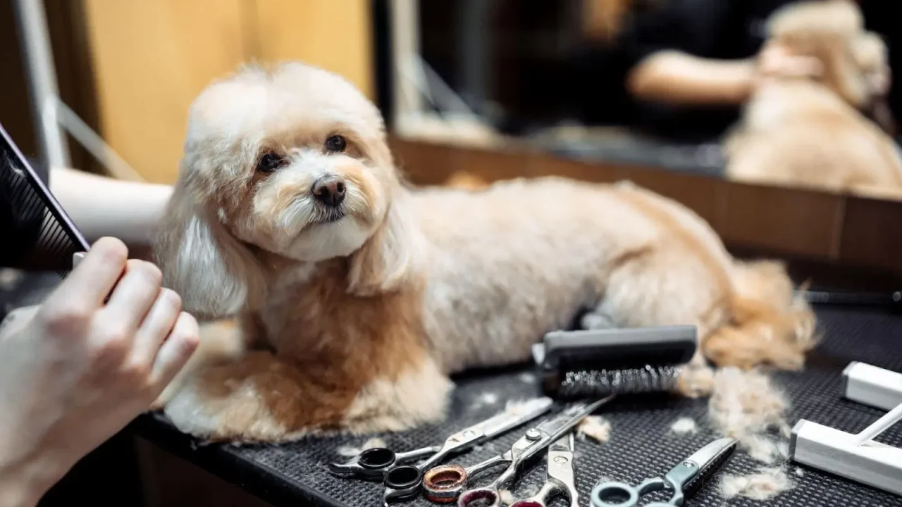 How to Choose the Right Dog Barber for Your Pet’s Grooming Needs