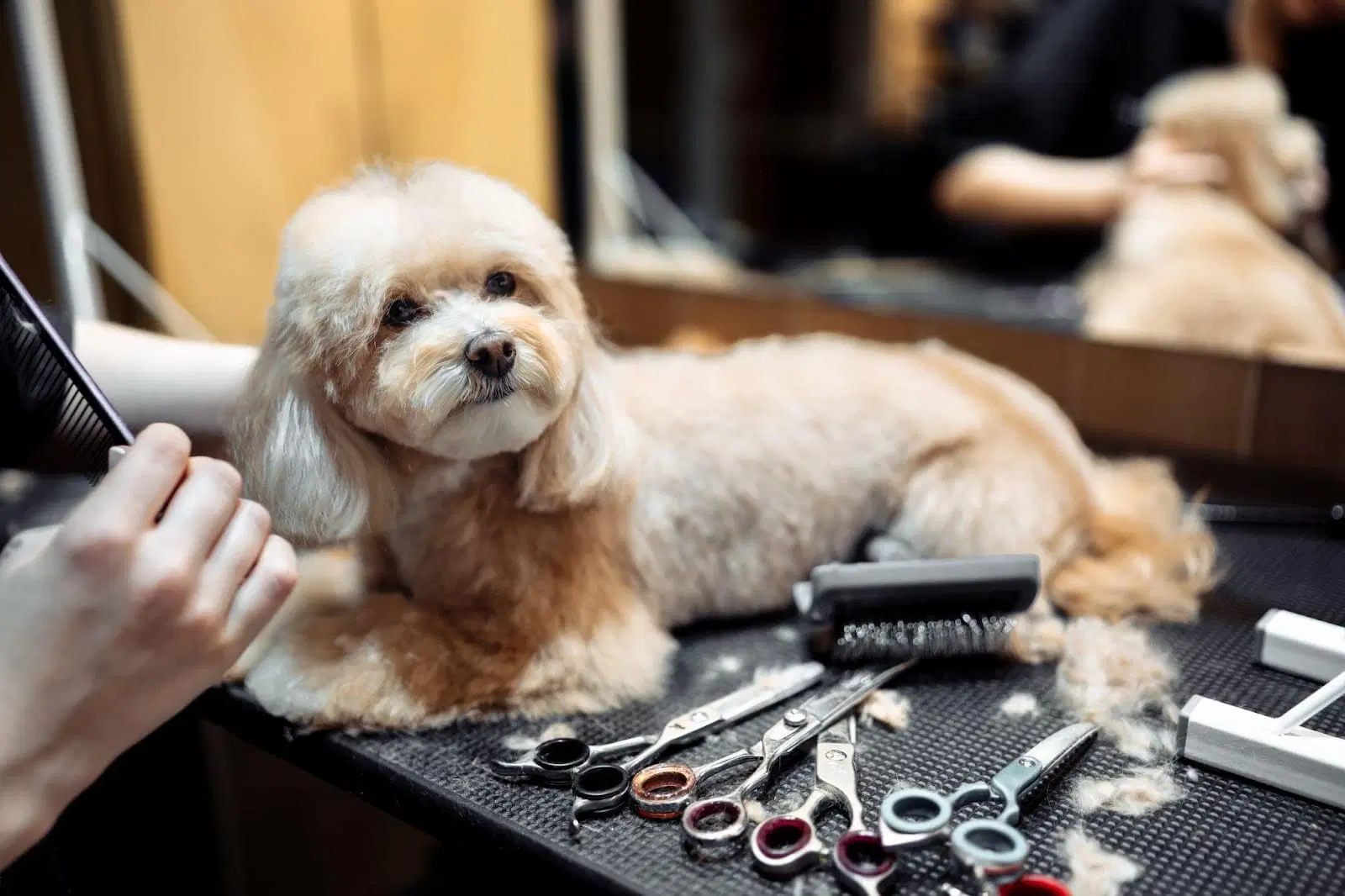Dog Barber