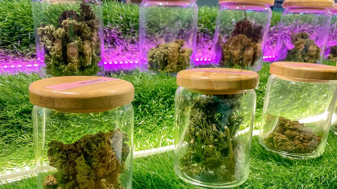 Explore Premium Cannabis Strains and Marijuana Products in LA and Nearby Areas