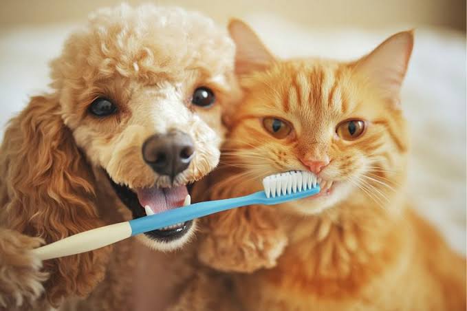 Why Your Pet’s Dental Health Matters: What Austin Dog and Cat Owners Need to Know
